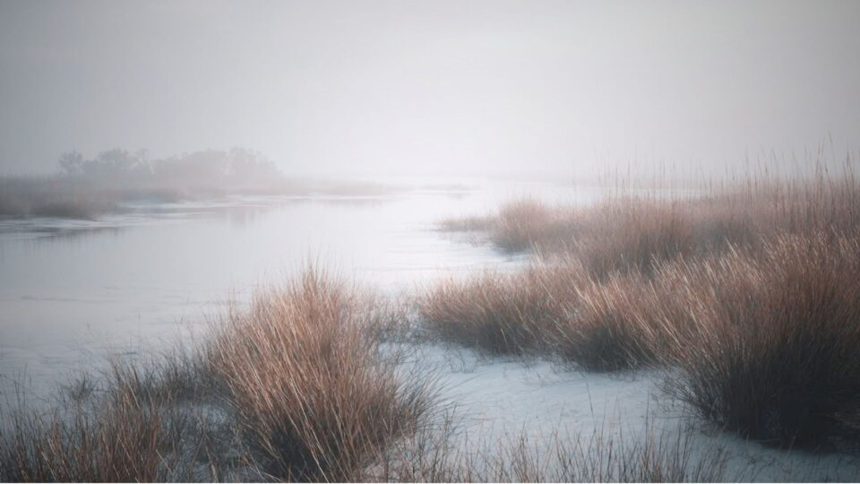 Salt Marsh in mist